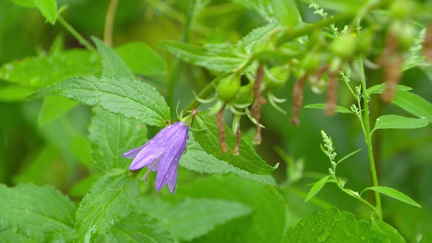6p-pkg-invasive-purple-bellflower-wcco8bwf.jpg 