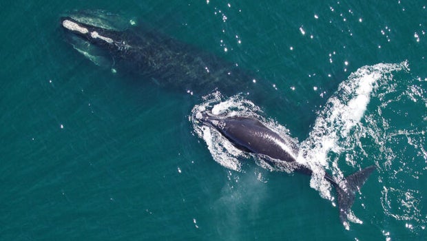 Florida Judge Denies Conservation Groups Intervention in Right Whale Protection Lawsuit