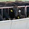 Australia to ease restrictions on U.S. beef imposed over mad cow disease