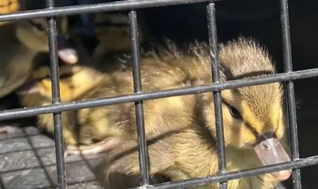 jeffco-duckling-rescue-2.jpg 