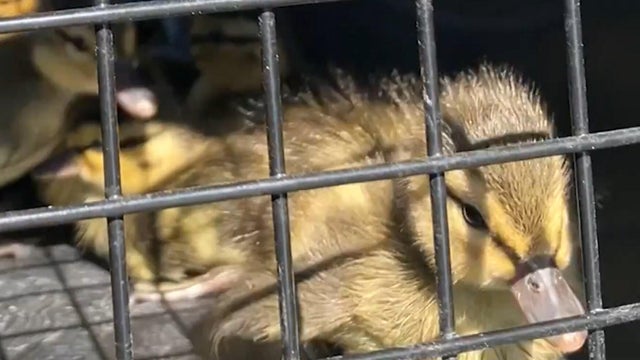 jeffco-duckling-rescue-2.jpg 
