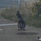 Runaway wallabies spark police chase spanning 2 countries