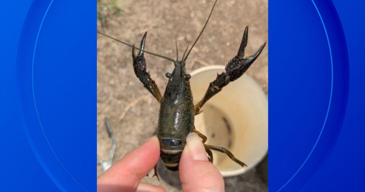DNR taking steps to halt invasive red swamp crayfish at hatchery pond 