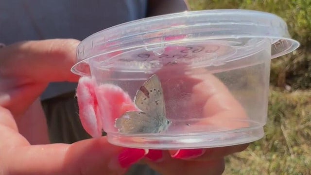 silvery-blue-butterfly.jpg 
