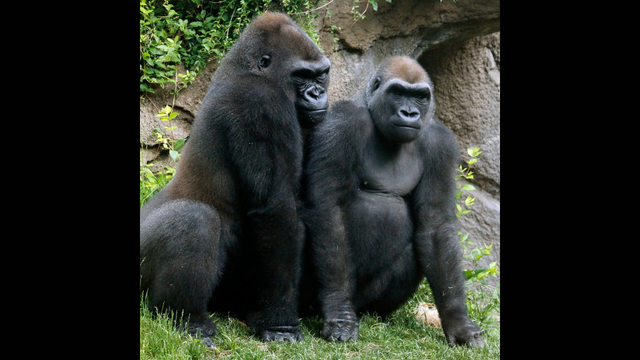 dallas-zoo-gorillas.png 