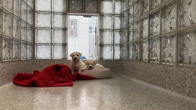 ntx-shelters-need-fosters.jpg 