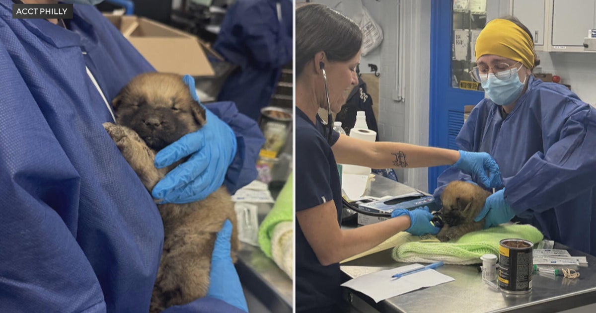 2 sick puppies abandoned in box outside Philly animal shelter 