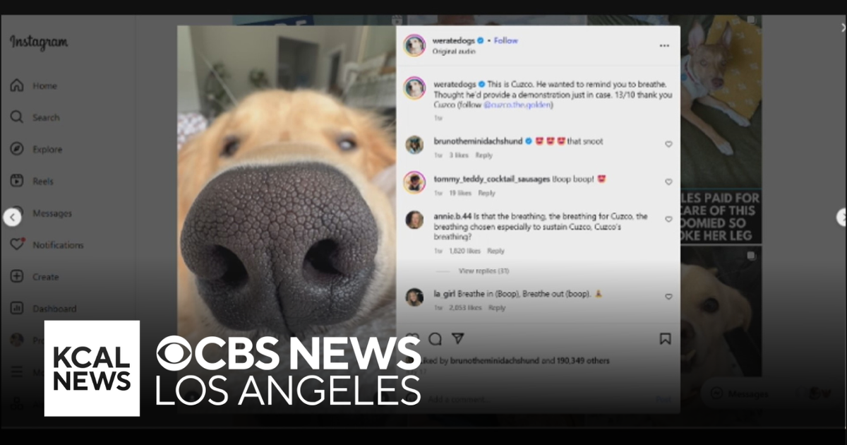How the social media sensation We Rate Dogs turned into a lifeline for shelter dogs
