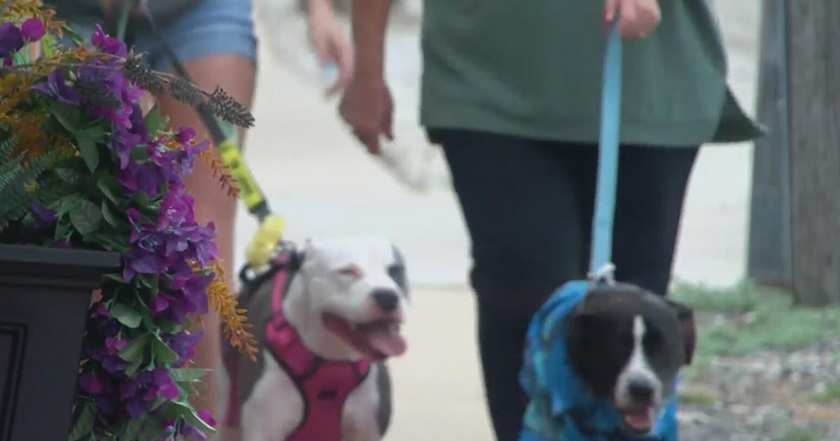 Pet Pack Rescue offers program for adopters to go on doggie dates 