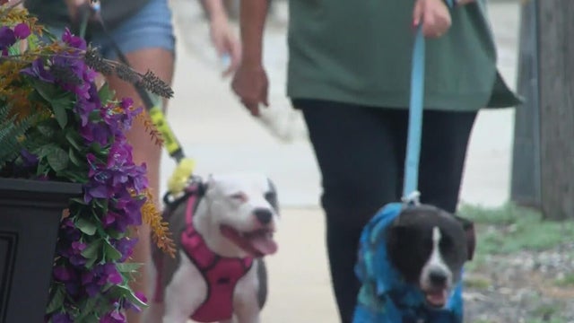 Peoria doggie dates 