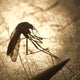 Colorado health officials confirm first West Nile Virus death in Montrose County 