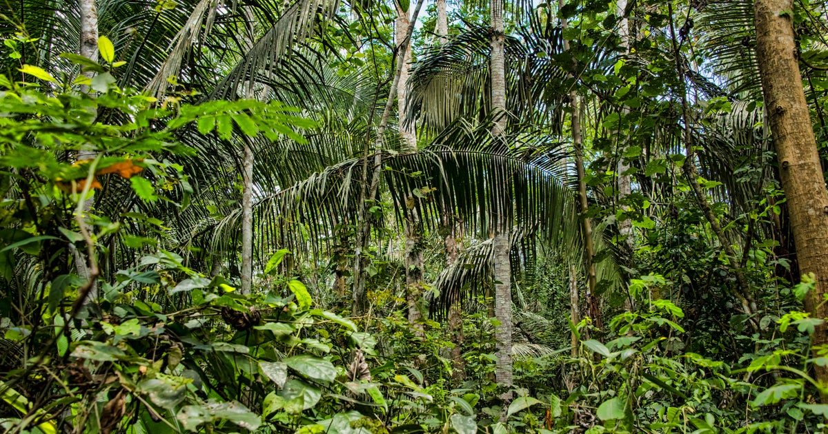 Outrage after environmental activist shot to death in Peruvian Amazon 