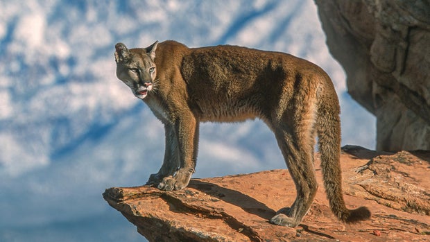 The cougar, Puma concolor,  also known as the puma, mountain lion, catamount, or panther, is a large cat native to the Americas, second only in size to the stockier jaguar. Utah 