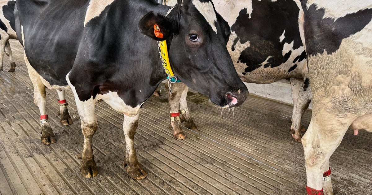 Dozens of dairy cattle on the move at Michigan State University 