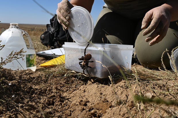 Tarantulas, 