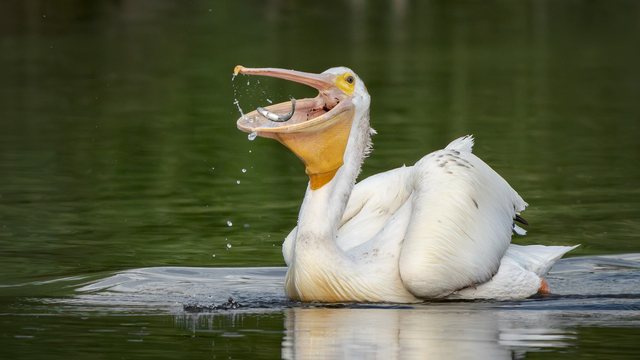 pelican2.jpg 