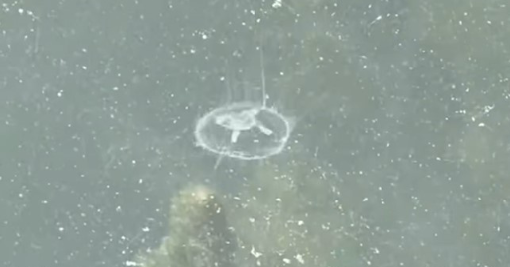 Rare freshwater jellyfish captured on camera in Lake Erie 