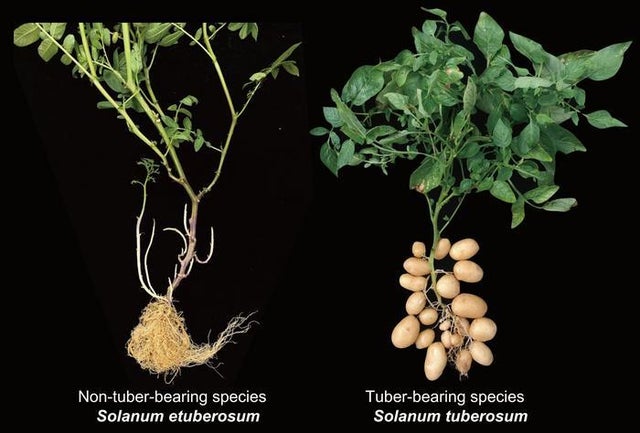 Non-tuber-bearing and tuber-bearing species of the potato plant. 