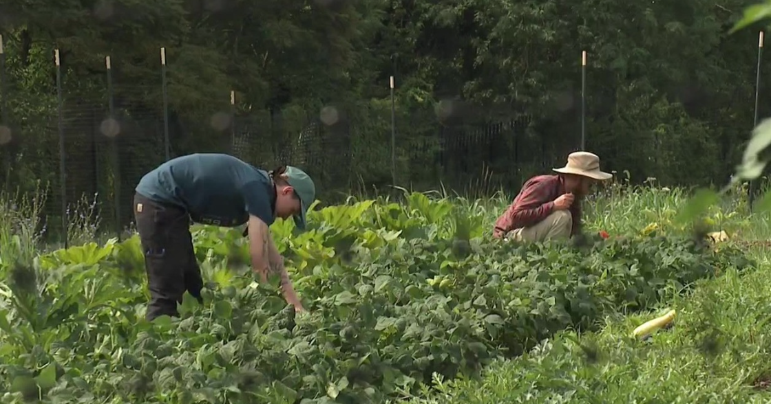 Pittsburgh farm thriving thanks to volunteer work 