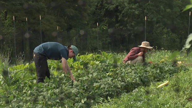 Pittsburgh farm thriving thanks to volunteer work