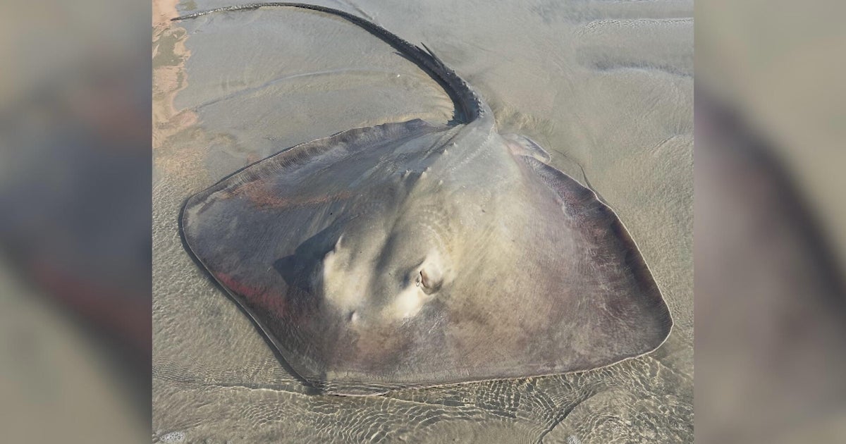 Pregnant stingray rescued while in labor after washing up on Jersey Shore 