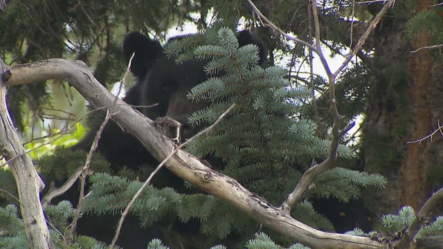 2-blue-river-bear-frame-213.jpg 