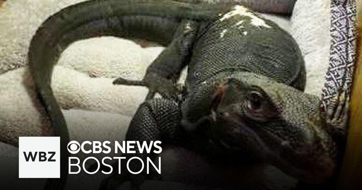 Escaped 5-foot-long lizard spotted again in Massachusetts after Connecticut sighting