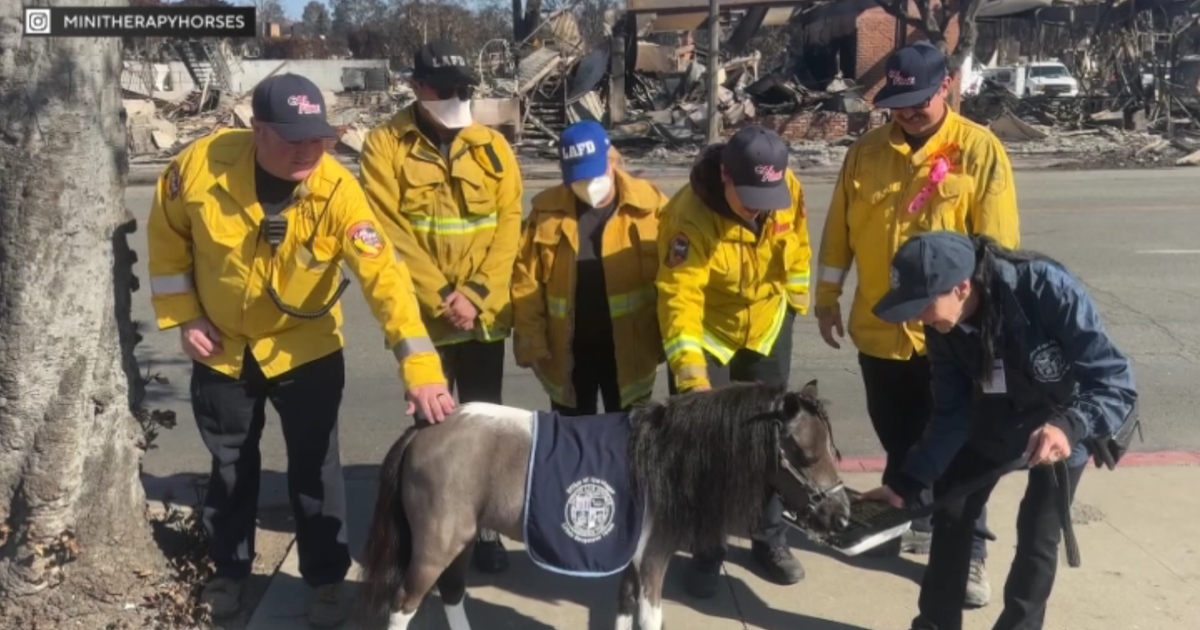 Mini therapy horses bring joy to hospital patients, first responders throughout LA County 