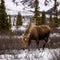 Driver killed, passenger hurt after hitting moose near Denali National Park
