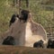 Nature: Chimpanzees in Louisiana