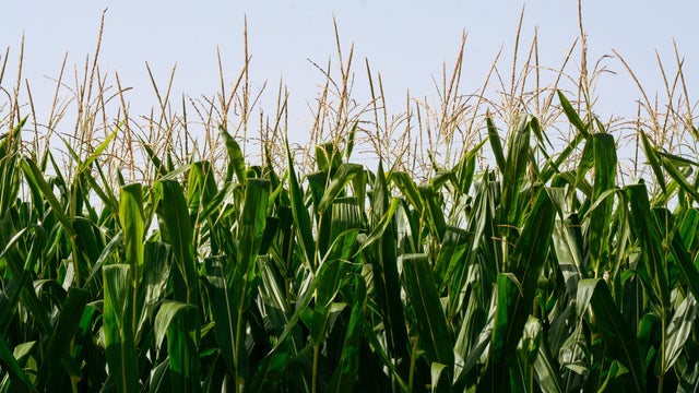 corn fields 