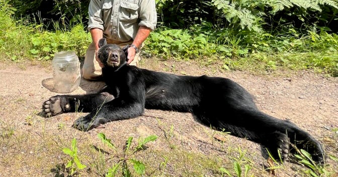 Wisconsin bear with jar stuck on head freed, relocated and released 