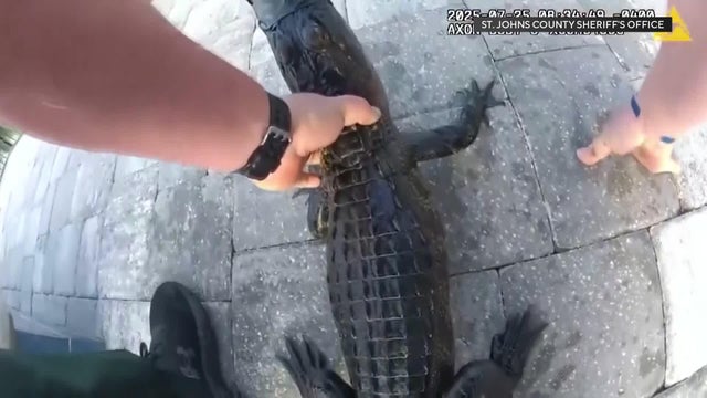fl-alligator.jpg 