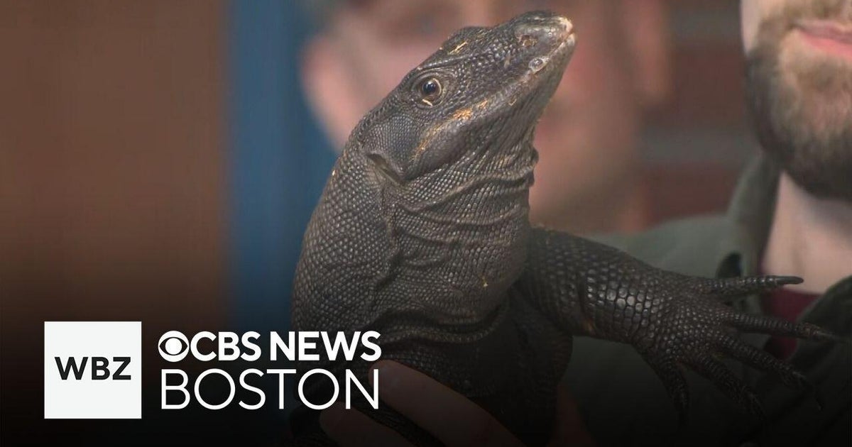 How the water monitor lizard on the loose was captured in Massachusetts ...