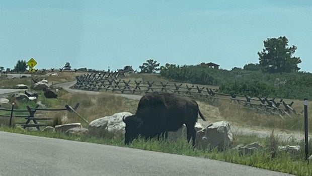 bison1.jpg 