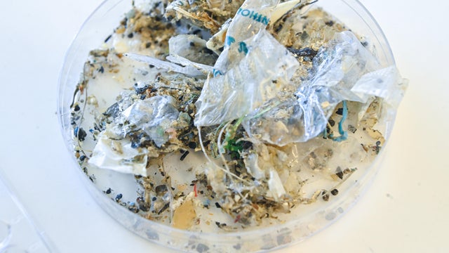 Microplastics Cause Significant Issues For Greece's  Marine Life 