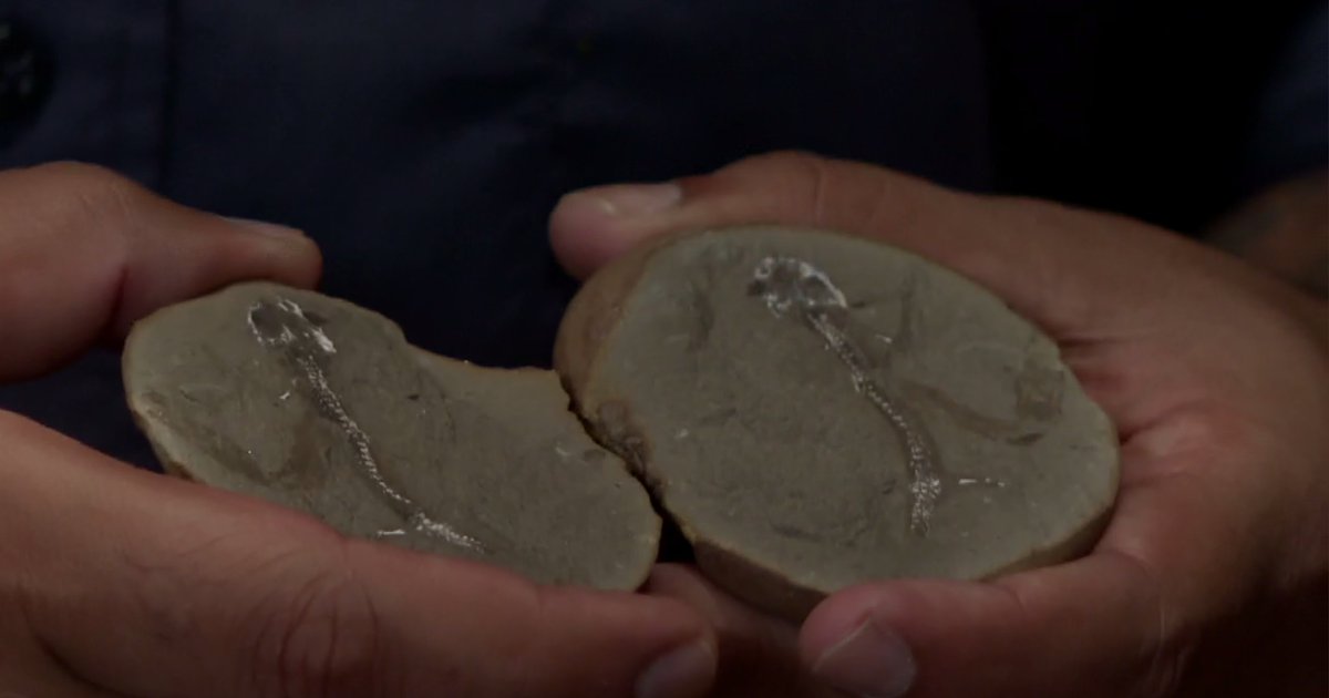 Field Museum shows fossils from Mazon Creek not far from Chicago 