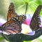 Number of butterflies decreasing across U.S.