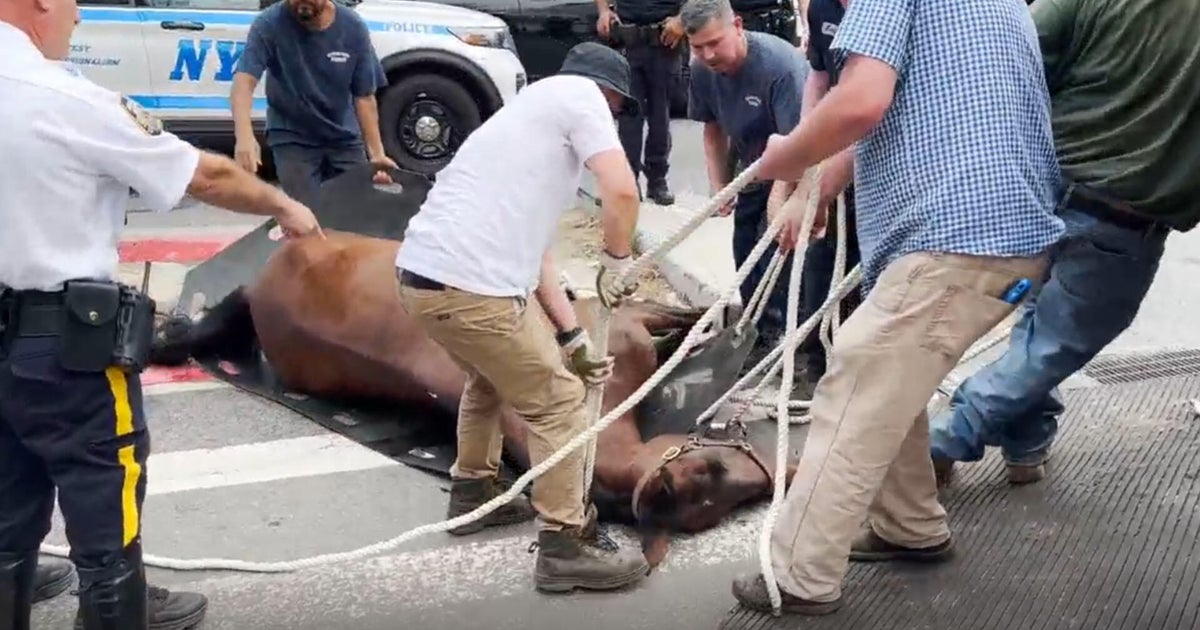 Carriage Horse's Sudden Death Renews NYC Debate