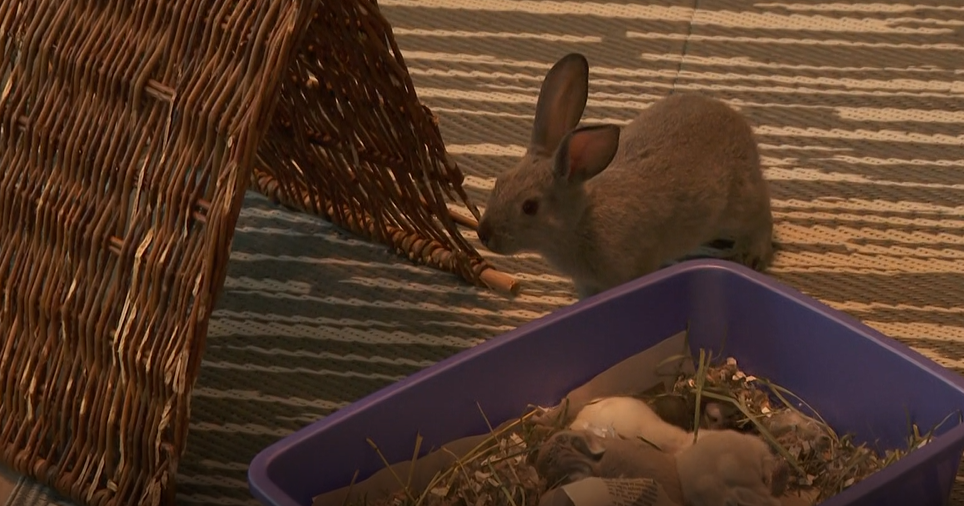 Howard County nonprofit asks for the community's help after rescuing 60 rabbits 