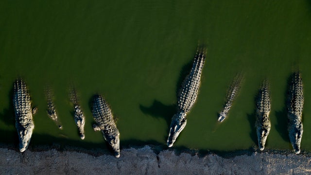 Israel Crocodiles 