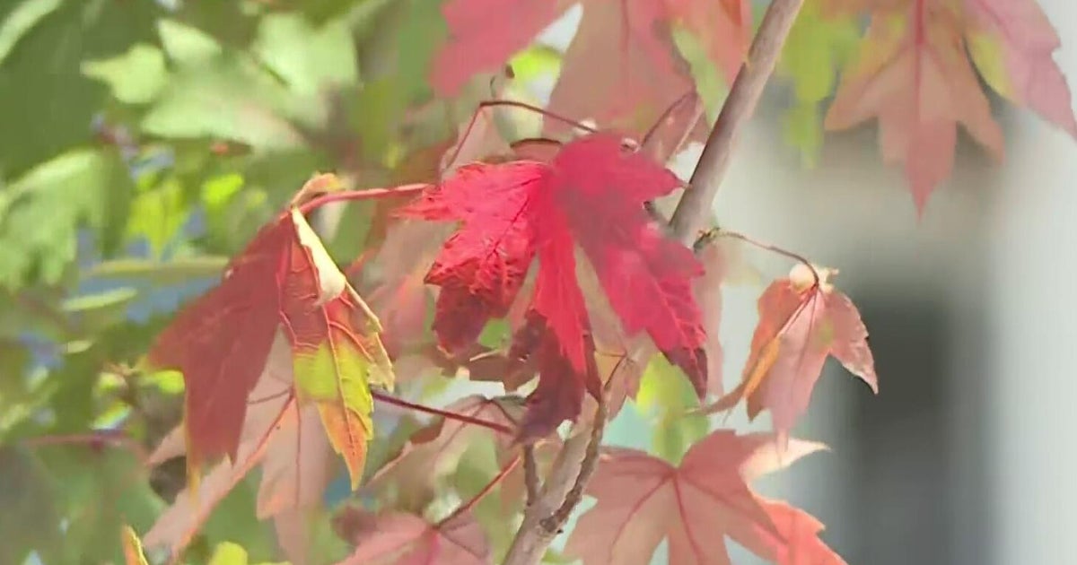 Cooler summer causes Sacramento trees to show early fall colors 