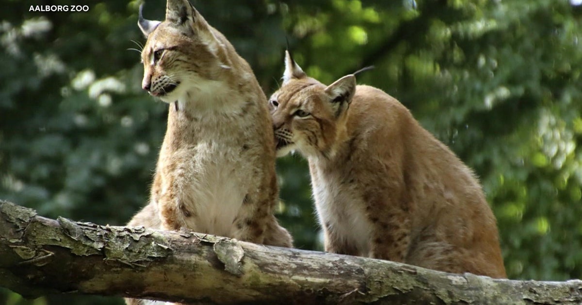 Zoo in Denmark asks for unwanted pets to feed its predators