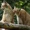 Zoo in Denmark asks for unwanted pets to feed its predators