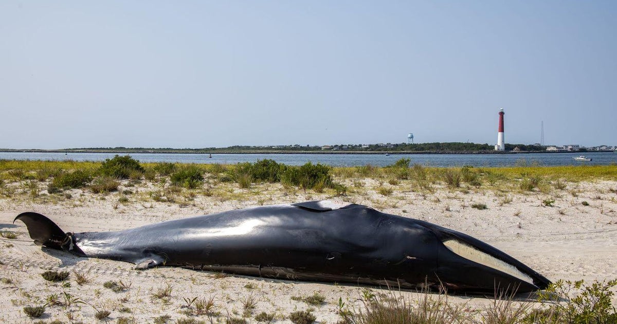 Necropsy results released after whale struck boat in Barnegat Bay 