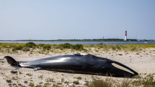 whalenewjersey.jpg 