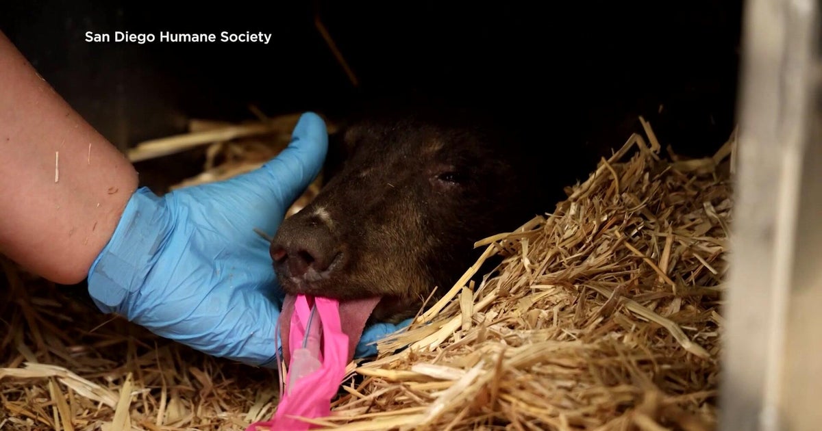 Orphaned bear cubs rescued from Calaveras County neighborhood 