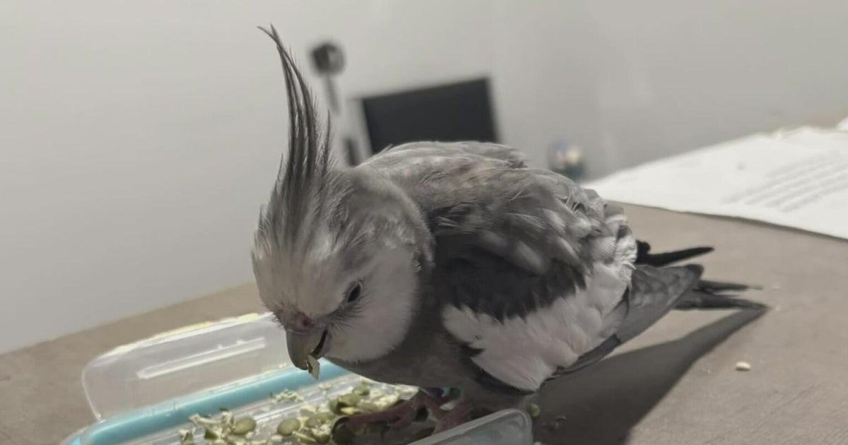Pet bird found in Ligonier Township, some 50 miles from its home in Shaler 