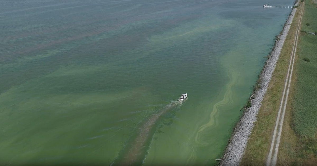 Cyanobacteria bloom, a common summer nuisance, has formed in Lake Erie 