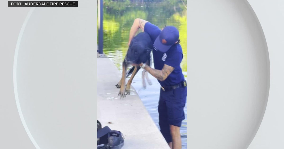 Firefighters rescue dog from Fort Lauderdale canal; credit 911 callers as true heroes 